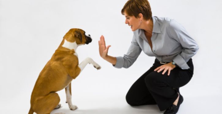 Educador de cães evita conflitos em condomínio