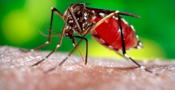 Itajaí registra focos do Aedes aegypti em armadilhas mesmo no frio