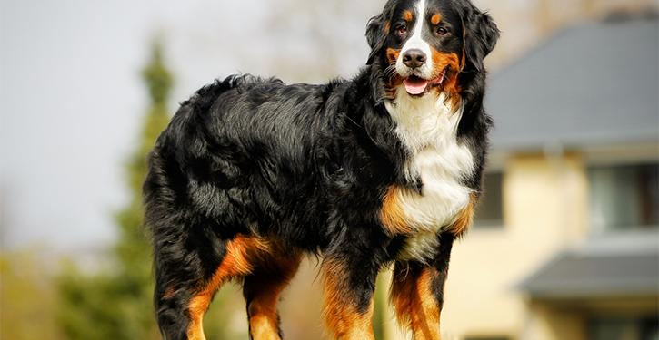 Morador tem um cão de grande porte da raça Bernese, o Boiadeiro de Berna