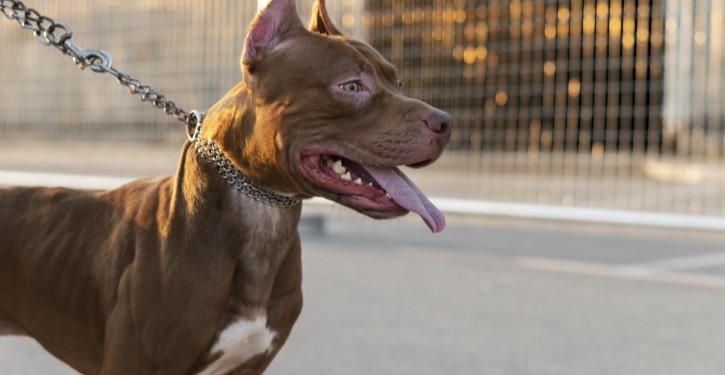 Os cães só poderão circular em espaços públicos se conduzidos por pessoas maiores de 18 anos, utilizando guia com enforcador e focinheira adequados à tipologia do animal.