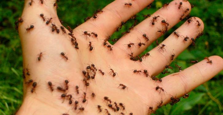 Crônica de uma síndica em apuros - Tênis e formigas