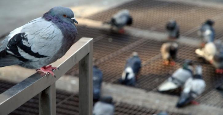 Para o controle de pombos é comum a utilização de gel repelente, espículas e telas