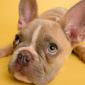 No Regimento Interno e na Conven&ccedil;&atilde;o do nosso condom&iacute;nio &eacute; permitido somente c&atilde;es de pequeno porte. O s&iacute;ndico argumentou que existe uma lei estadual que pro&iacute;be escolher o tamanho do c&atilde;o. Gostaria de saber o que prevalece: a Conven&ccedil;&atilde;o ou a lei?