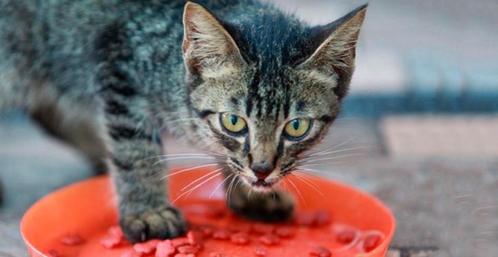 É possível proibir ou advertir moradora que deixa alimento para um gato de rua na área comum?