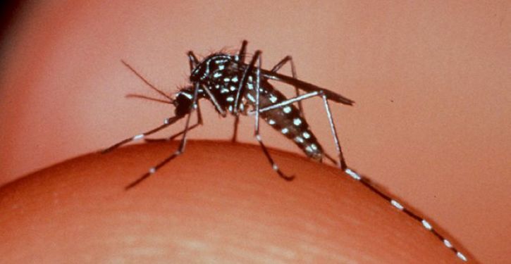 Dengue: cresce o número de casos confirmados em SC