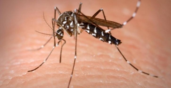 Combate ao Aedes aegypti precisa de apoio da população