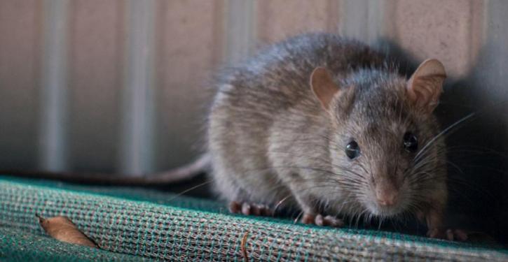 Ratos: visitantes indesejados que podem causar prejuízos